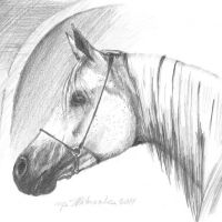 Grey arabian horse, 21x30,based on the photo made by Ewa Imielska-Hebda